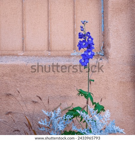 blue delphinium, Delphinium elatum, and dusty miller, Centaurea cineraria, in a garden in front of a stucco wall Royalty-Free Stock Photo #2433965793