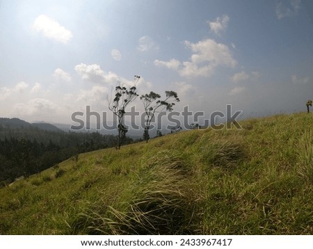 Two lone trees stand tall on a grassy hilltop, overlooking a breathtaking vista of rolling hills and distant mountains. The clear blue sky is dotted with fluffy white clouds. Royalty-Free Stock Photo #2433967417