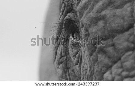 A unique look into the eye of one of the worlds most loved animals,the African elephant. I did a focal black and white conversion to enhance the effect. Taken in South Africa.