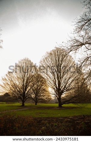 Sunset outlines the silhouette of Hornbeam trees in a London park