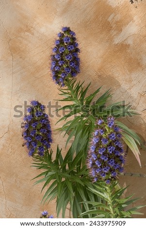Pride-of-Madeira flower with background a wall in Carmel Mission California Royalty-Free Stock Photo #2433975909