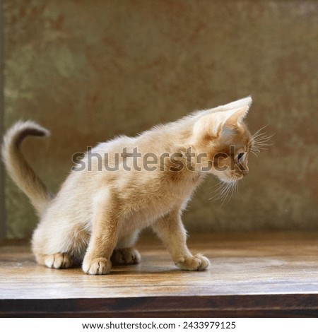 Abyssinian Kitten on a Table Royalty-Free Stock Photo #2433979125