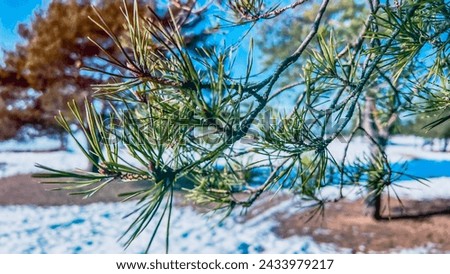 Close-up of fir tree branch against beach with melting snow in spring. Beauty of nature on sunny day outdoors. Film grain texture. Soft focus. Blur