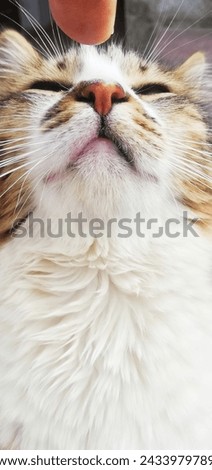 Cat |Pet Lover |domestic Cats 