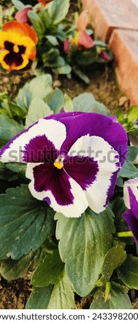 Pansies are Viola hybrids, Viola x wittrockiana, short-lived perennials, members of the violet family, and native to Europe. Look great in windowsill planters, and containers on patios and decks.
