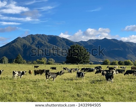 Dairy cows in paddock. New Zealand Royalty-Free Stock Photo #2433984505