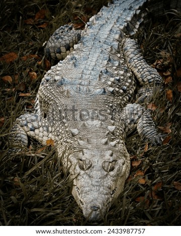 crocodile in the wild. posing among nature. crocodile portrait