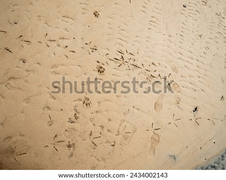 Bird and Dog Tracks Imprinted on Wet Sand Royalty-Free Stock Photo #2434002143