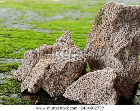 Photo of the design of a coral structure arranged on a rough and mossy surface