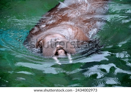 Male walrus with mouth open in the water