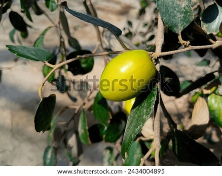 Fresh Jujube Fruit Stock Photo,
Close-up, Film - Moving Image, Agricultural Field, Agriculture, Autumn, Beauty In Nature, Berry Fruit, Fruit On Tree.