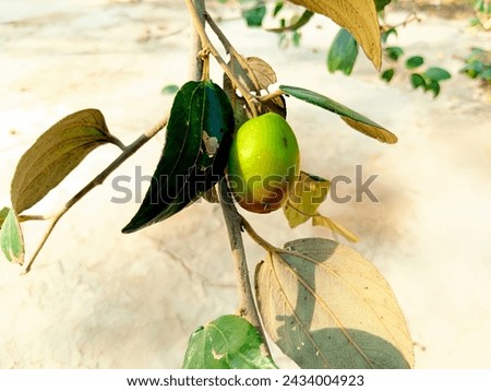 Fresh Jujube Fruit Stock Photo,
Close-up, Film - Moving Image, Agricultural Field, Agriculture, Autumn, Beauty In Nature, Berry Fruit, Fruit On Tree.