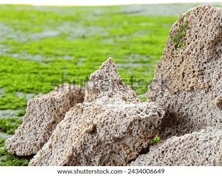 Photo of the design of a coral structure arranged on a rough and mossy surface