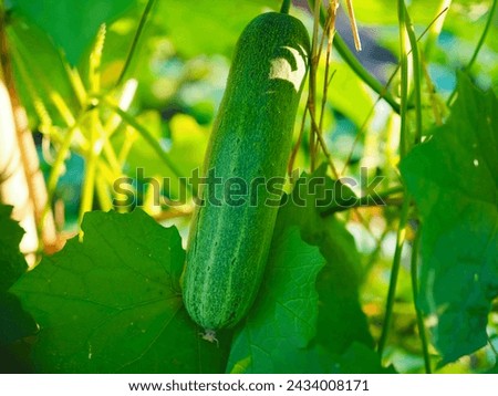 Cucumbers are on a cucumber tree with cucumber leaves. It is a naturally grown vegetable with no chemicals. Royalty-Free Stock Photo #2434008171