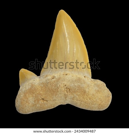 Fossilized tooth of Otodus obliquus ("ear-shaped tooth"), a giant macro-predator version of the mackerel shark (and cousin of the Megalodon) which lived 5 to 66 million years ago. Isolated on black. Royalty-Free Stock Photo #2434009487