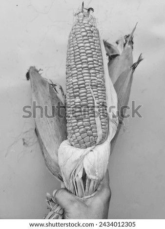 Raw corn partially peeled and still attached to the stem, isolated on beige background. Corn is a food that contains carbohydrates.