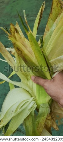 Used corn husks that have been peeled with the fiber fibers. Isolated in green background.
