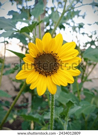 sunflower flower. wallpaper material.sunflower wallpaper 