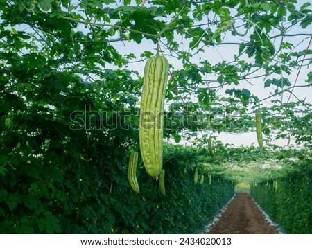 Picture of a large bitter gourd from a vegetable farmer.