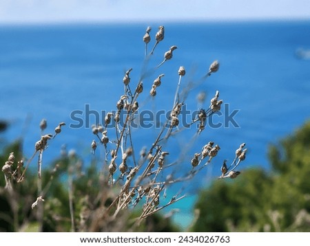 Focused picture of weeds on mackinac island