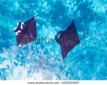 Drone foto of two manta ray:  black-and-white and black hunting plankton in the Raja Ampat archipelago