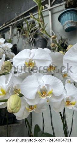 Local Picture for Orchid | Anggrek Bulan