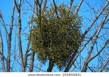 Mistletoe is a symbol of kissing at Christmas however, it is just disease which attaches to a host tree or plant.