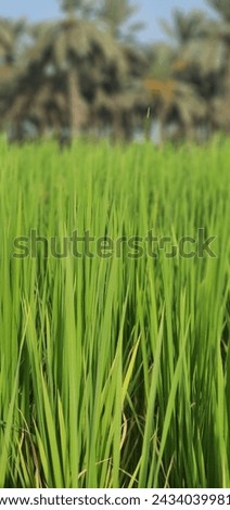 Green crops of rice looks like green sheet covered over earth.agricultural fields are very beautifull and loving scenes and landscapes of Allah.