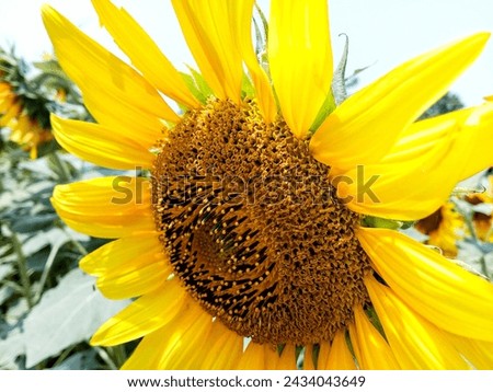 A closeup picture of sunflower