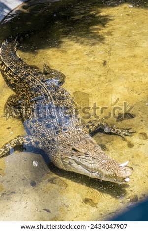 The saltwater crocodile at Lembang Park and Zoo exudes prehistoric power, its scaly armor and formidable jaws showcasing the awe-inspiring presence of this apex reptile. Royalty-Free Stock Photo #2434047907