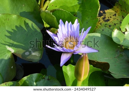 Lotus flowers, bonsai trees and general images The beauty that nature creates To achieve a balance between nature and the art of flower arranging Arrangement of room wall surfaces, expensive karma wal