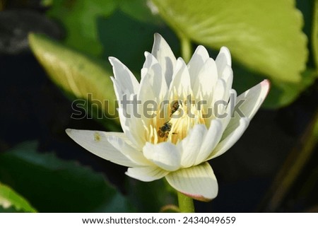 Lotus flowers, bonsai trees and general images The beauty that nature creates To achieve a balance between nature and the art of flower arranging Arrangement of room wall surfaces, expensive karma wal