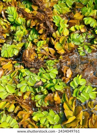 Stunning close-up of Salvinia Molesta(African payal) floating hydrophyte with details Ultrahd hi-res jpg stock image photo picture selective focus vertical background top or aerial ankle view 