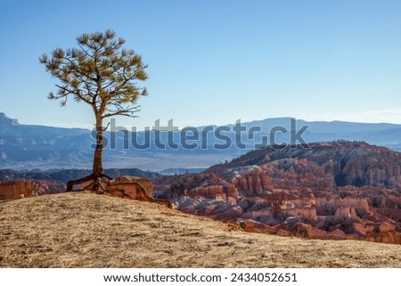 Lonesome Pine on the Edge of Bryce Canyon Royalty-Free Stock Photo #2434052651