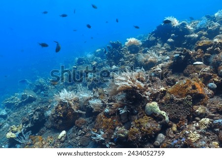 Fish and corals, vivid tropical reef in the blue ocean. Scuba diving with the marine life, underwater photography. Wildlife in the sea, travel picture. Water and coral.