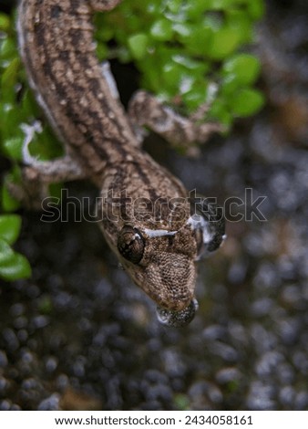 Spotted Oriental Gecko Sitting on a Green Leaf