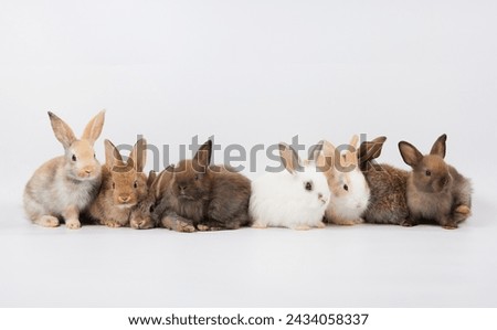 portrait group of baby rabbits isolated on white background