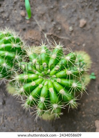 Stunning close-up of light green Echinopsis Oxygona(Echinopsis Tubiflora,Eyries cactus)  with details ultra hd hi-res jpg stock image photo picture selective focus vertical background top ankle view 