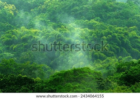 Tropic forest during rainy day. Green jungle landscape with rain and fog. Forest hill with big beautiful tree in Santa Marta, Colombia. Green wood, rainy day. Mountain birdwatching in South America.