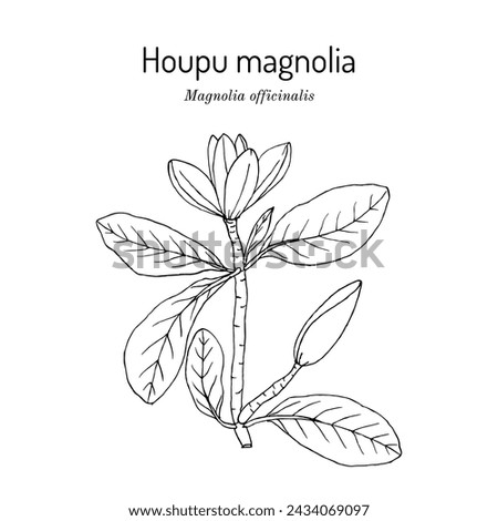 Houpu magnolia (Magnolia officinalis), medicinal plant. Hand drawn botanical vector illustration Royalty-Free Stock Photo #2434069097