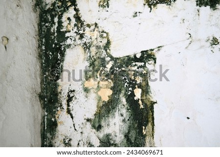 Old and mossy wall background, polished gray concrete grunge textured wall, rough wall texture background, damaged dirty mossy wall surface. In Derelict Old House.  Royalty-Free Stock Photo #2434069671