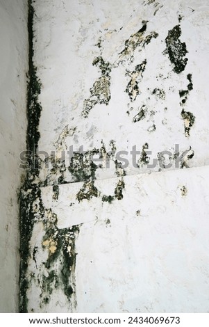Old and mossy wall background, polished gray concrete grunge textured wall, rough wall texture background, damaged dirty mossy wall surface. In Derelict Old House.  Royalty-Free Stock Photo #2434069673