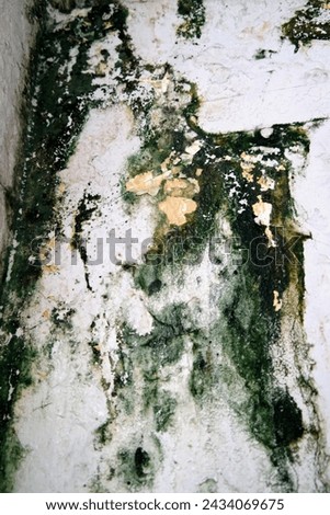 Old and mossy wall background, polished gray concrete grunge textured wall, rough wall texture background, damaged dirty mossy wall surface. In Derelict Old House.  Royalty-Free Stock Photo #2434069675