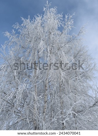 Birch branches in white snow against the blue sky.