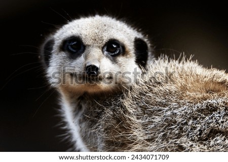 super close up of a Slender tailed meerkat (Suricata suricatta) isolated on a natural green background