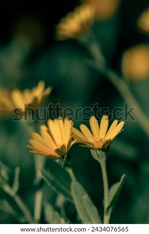 Detail of yellow marigolds in the meadow at sunset after the rain