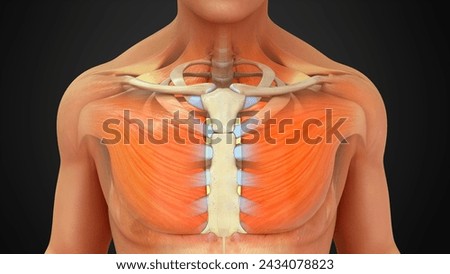 Human Chest bones 3d illustration