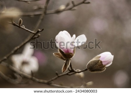 Flower of the Magnolia grandiflora, the Southern magnolia or bull bay, tree of the family Magnoliaceae. Spring background. Loebner Magnolia. Pink magnolia flowers bloom in garden close up. 