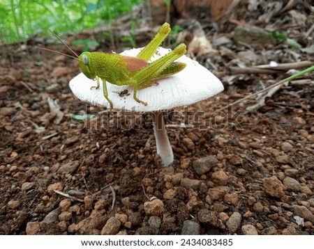 Fungi (Latin: fungus) are heterotrophic eukaryotic living creatures that digest their food outside the body and then absord nutrient molecules into their cells.  Royalty-Free Stock Photo #2434083485