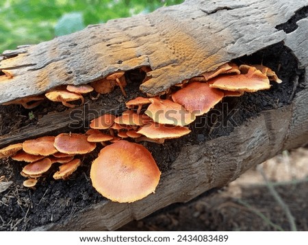 Fungi (Latin: fungus) are heterotrophic eukaryotic living creatures that digest their food outside the body and then absord nutrient molecules into their cells.  Royalty-Free Stock Photo #2434083489